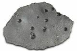 Plate of + Red Embers Garnets in Graphite - Massachusetts #375777-1